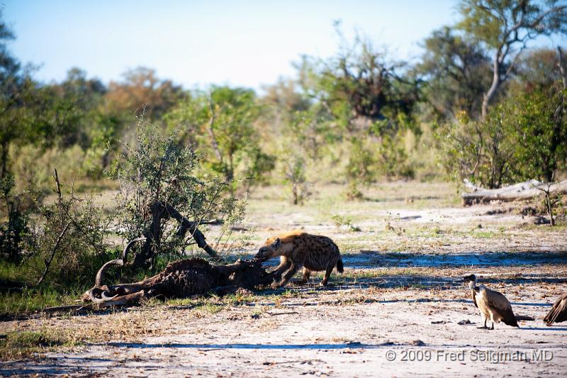 20090617_161728 D3 (6) X1.jpg - Hyena Feeding Frenzy, Part 2.  Hyena feeding.  Note how close the vulture is.  He can almost taste his meal